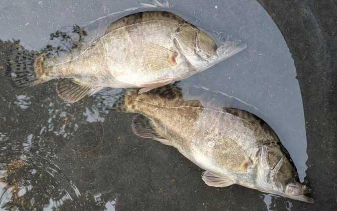 一,鱼种定义鳜鱼是名贵淡水经济鱼种,别称桂鱼,季花鱼,花鲫鱼,鳌花鱼