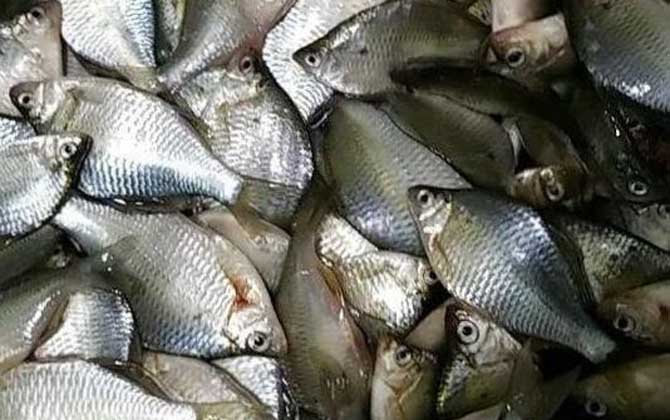 鳑鲏能吃吗?_鱼类百科_爱钓鱼