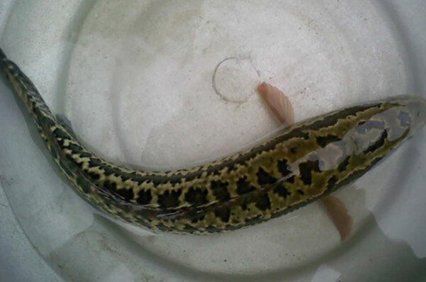 黑鱼的功效与作用