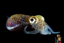 盘点11种荧光动物：深海怪鱼生气时“点亮”全身 夏威夷短尾乌贼 组图