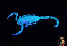 盘点11种荧光动物：深海怪鱼生气时“点亮”全身 蝎子 组图