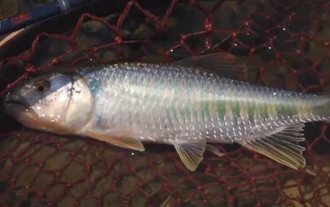 鲤科,马口鱼属小型淡水鱼类,除青藏高原少数地区外各地均有分布,尤以