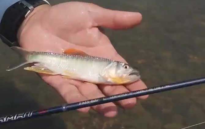 马口鱼和白条鱼哪个好吃?