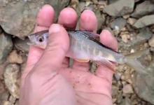 手竿钓马口鱼怎么调漂？