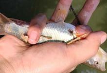 手竿钓马口鱼最快的钓法