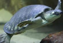 龟鱼混养养什么鱼，什么龟能和鱼混养