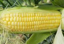 春季玉米钓鱼的技巧和方法
