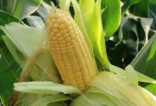 嫩玉米钓鲤鱼绝招和方法