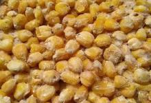 玉米钓鱼多久换一次饵？