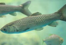 无鱼吃钩咋办？新钓友和老钓友思路相差很大