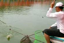 钓了二十年鱼，如今才知，太空豆还有这三个妙用