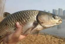 有鱼却不咬钩？老司机：都是给你惯的活该空军