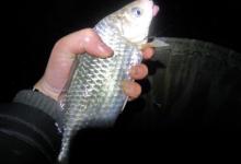 鱼口轻时，浮标信号变弱，钓友们该如何抓住这种信号呢