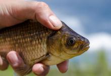 求了半天都不说秘方的老头，带他钓了一次鱼才偷偷学到秘诀