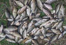 鱼是怎么进窝的？又是怎么被钓到的？