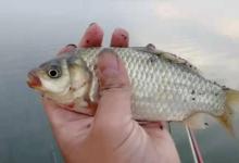 漂相一乱，上钩率就很低，五十岁老钓手出谋划策