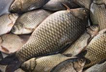 相同饵料相同线组，只因一把剪刀就多出半数渔获