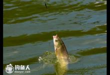 浅谈钓鱼过程鱼吃饵的偏食现象