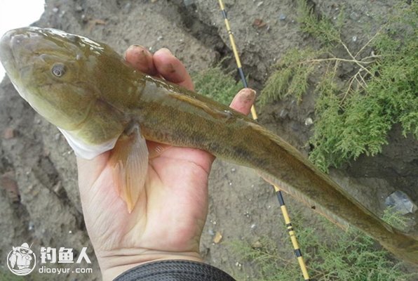 一,楞巴鱼的特性楞巴鱼,是典型的肉食性鱼类,非常贪食,主要捕食一些