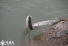 点竿海钓梭鱼的装备配置与垂钓要领