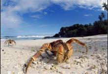 海钓钓螃蟹？惊不惊喜，意不意外？