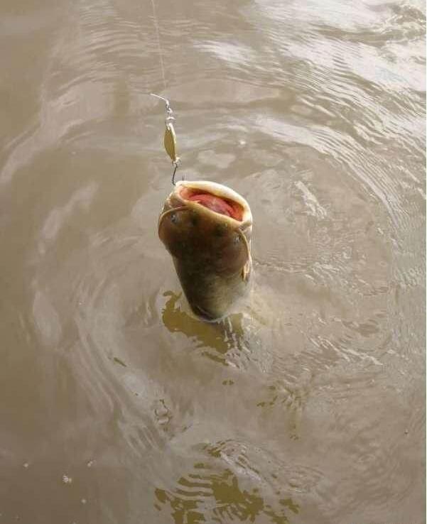 高手讲解路亚鲶鱼技巧