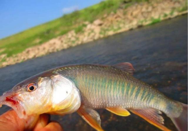 路亚马口鱼最全技巧,时间标点线组技巧
