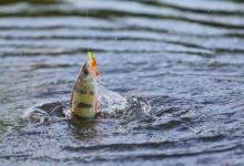 路亚垂钓中浮水，悬停，沉水这三种米诺类拟饵的特性