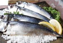 如何海钓鲜美的鲐鲅鱼？