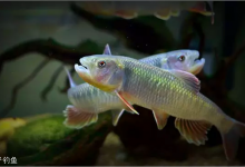 路亚马口鱼，这四个小技巧很实用