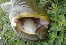 鲶鱼能被路亚吗？高手讲解路亚鲶鱼技巧