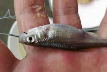 冬天钓蓝刀鱼，要改为钓底，加上这几个路亚技巧