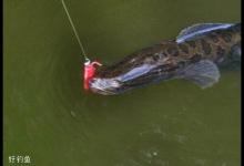 路亚黑鱼钓技进阶教程及钓点选择