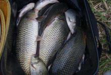 钓鲤鱼温度多少度最好？鲤鱼是冷水鱼，水温21～27℃时最好钓！