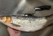 这种鱼近看色泽、体型极似草鱼，赤眼鳟的垂钓技巧