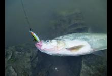 翘嘴习性大盘点，以及路亚翘嘴的技巧实战经验