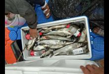 这钓法效果出奇，反而被路亚人鄙视，被叫做泥鳅党