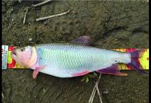 路亚马口鱼最全技巧，时间标点线组技巧