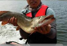 路亚狗鱼装备选择技巧