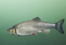 华子鱼的生活习性是什么？钓华子鱼的技巧与路亚