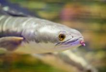 晚春气温升高自然水域如何路亚钓黑鱼