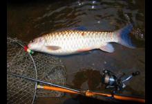 为什么国内路亚总是钓不到鱼，需要克服哪些难关