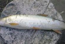 高手分享路亚鳡鱼选钓位、钓具、饵料与遛鱼技巧