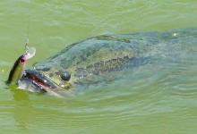 五个要点熟悉雷强钓法