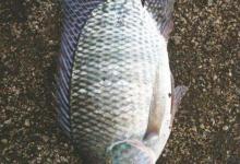 罗非鱼能路亚吗？路亚罗非鱼的技巧