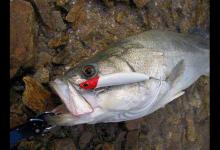 冬季水库路亚淡水鲈鱼的技巧?