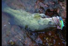 初冬路亚黑鲈，我要先看看这份指南，省得白去一趟