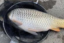 钓鲤鱼最佳水深是多少？一般建议钓3～5米，不宜太浅或太深！