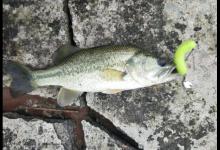 如何正确的选择路亚拟饵？三方面解答新手疑惑