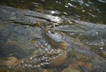 串钩钓鱼属于路亚吗？